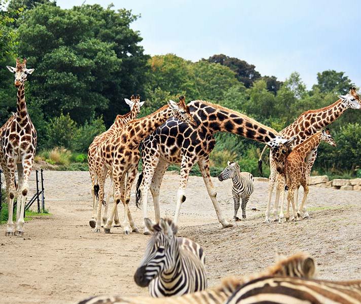 Discover Dublin Zoo