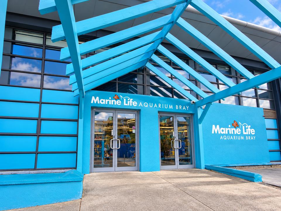 Marine Life Bray