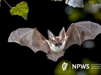 The Shaking Bog presents Batty about Bats – Guided walk and talk with Janic Schulte