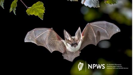 The Shaking Bog presents Batty about Bats – Guided walk and talk with Janic Schulte