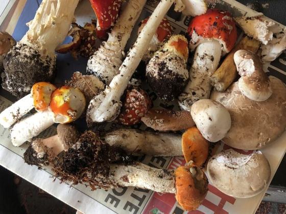Introduction to Wild Mushrooms