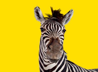 Family Tours in the Dead Zoo Lab