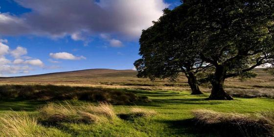 Private Day Tour to Wicklow Gardens & Glendalough Tour from Dublin
