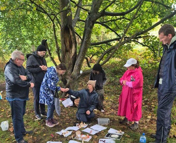Howth Mushroom Safari