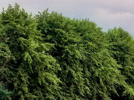 Moore Abbey Wood