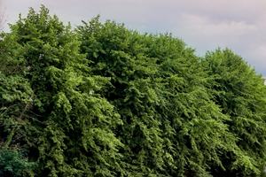 Moore Abbey Wood