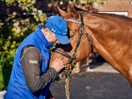 Kildangan Stud - Foal to Fame Tour