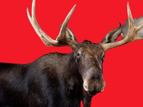 Heritage Week Family Tours at the Dead Zoo Lab