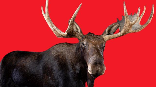 Heritage Week Family Tours at the Dead Zoo Lab