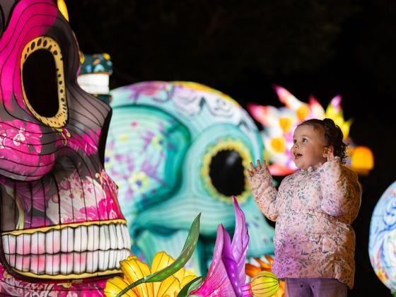 Wild Lights at Dublin Zoo