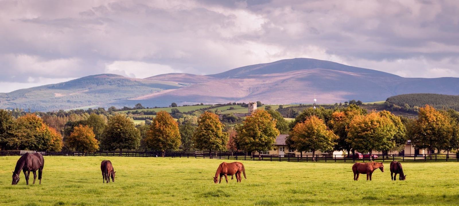 Horse Country