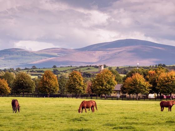 Horse Country
