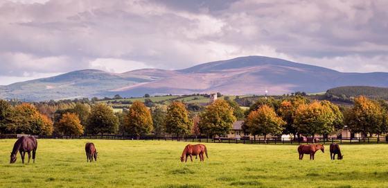 Horse Country
