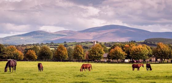 Horse Country