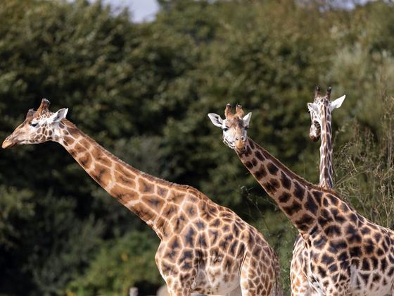 Conservation Academy: Conservation Careers in Action