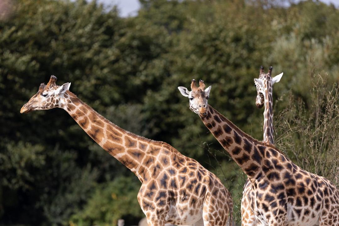 Conservation Academy: Conservation Careers in Action