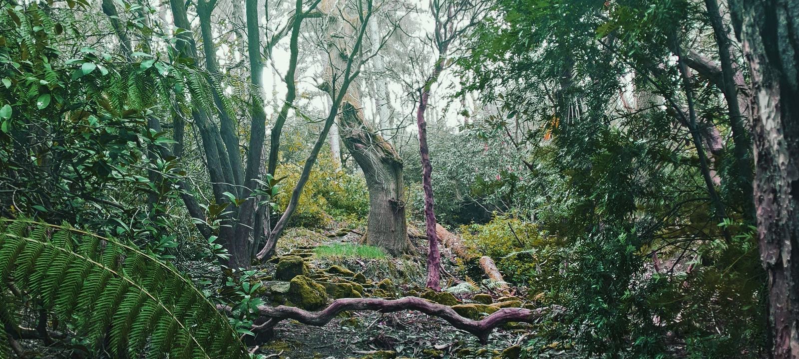Danú Forest Bathing