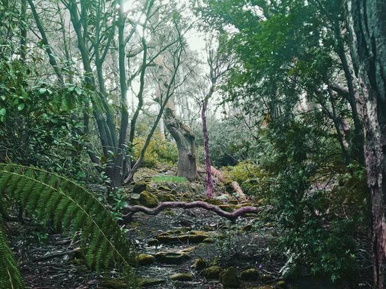 Danú Forest Bathing