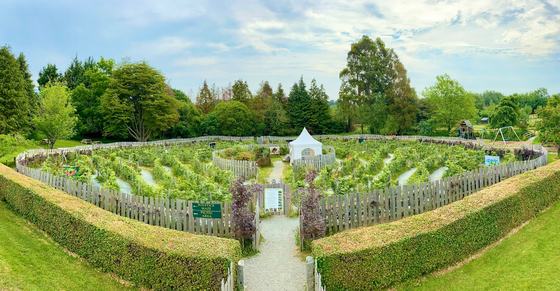 Greenan Maze