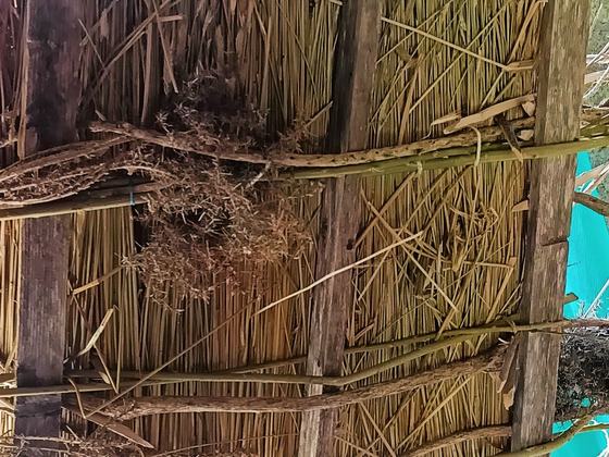 FURZE: Becoming-with Furze: How a human might collaborate with an unwanted plant