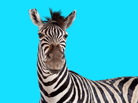 Family Tours in the Dead Zoo Lab