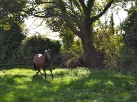 Ashtown Stables