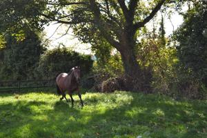 Ashtown Stables