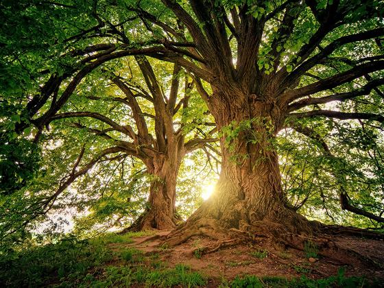 Green Imaginings: Art, Ecology and Europe’s Future