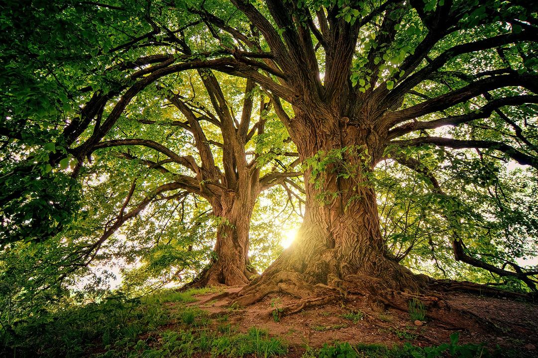 Green Imaginings: Art, Ecology and Europe’s Future