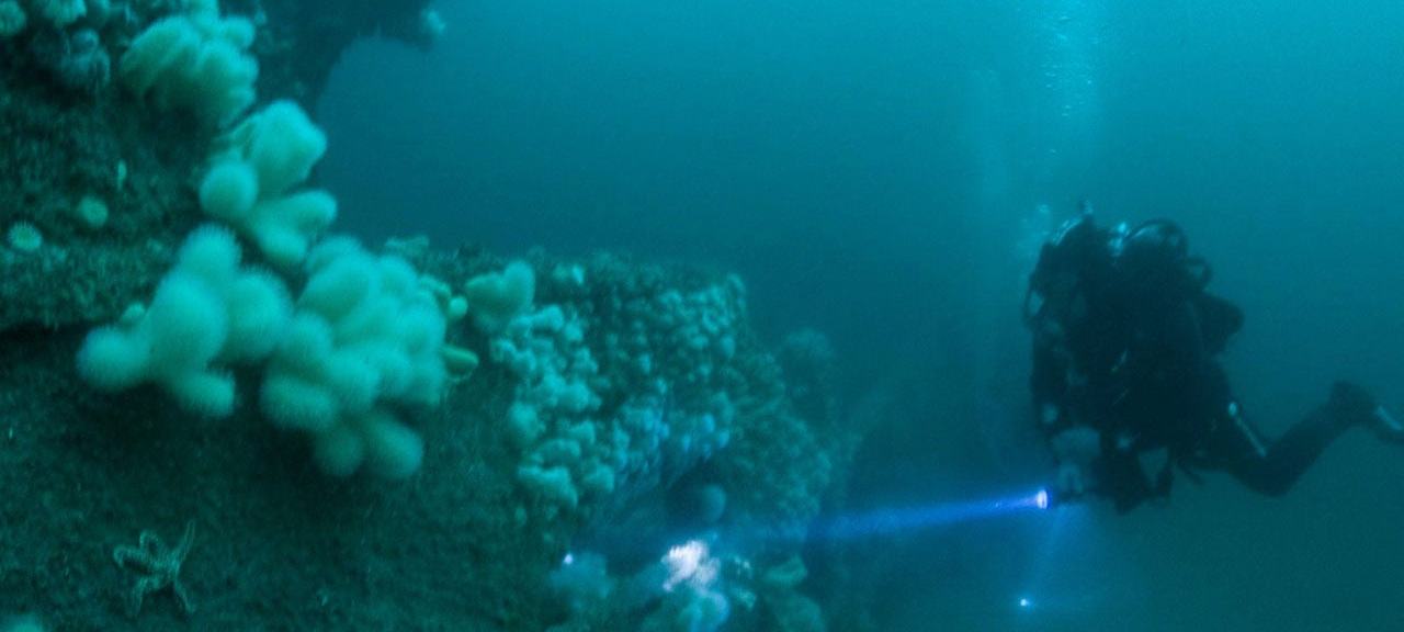 Oceandivers