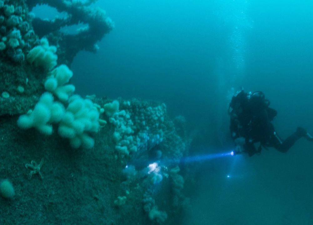 Oceandivers