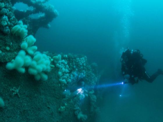 Oceandivers