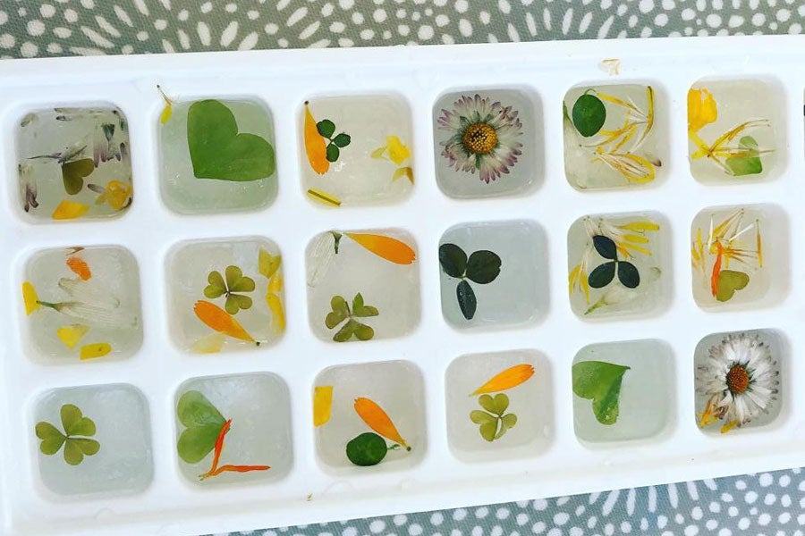Wild Food Events