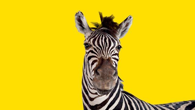 Family Tours in the Dead Zoo Lab