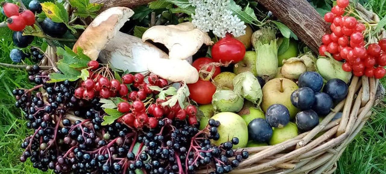 Wild Food Ways