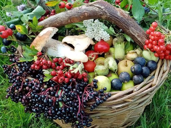 Wild Food Ways