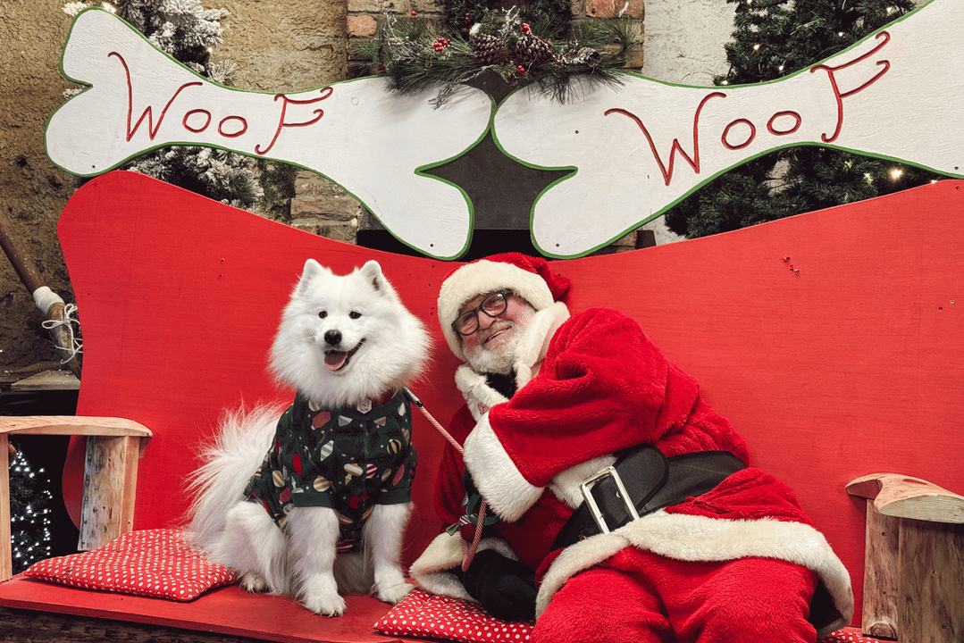 Santa Paws