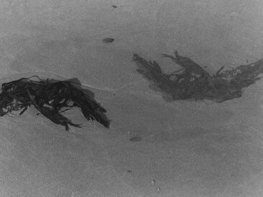 Ecological 35mm Film Shooting and Seaweed Developing Workshop with Maria McSweeney