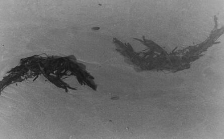 Ecological 35mm Film Shooting and Seaweed Developing Workshop with Maria McSweeney