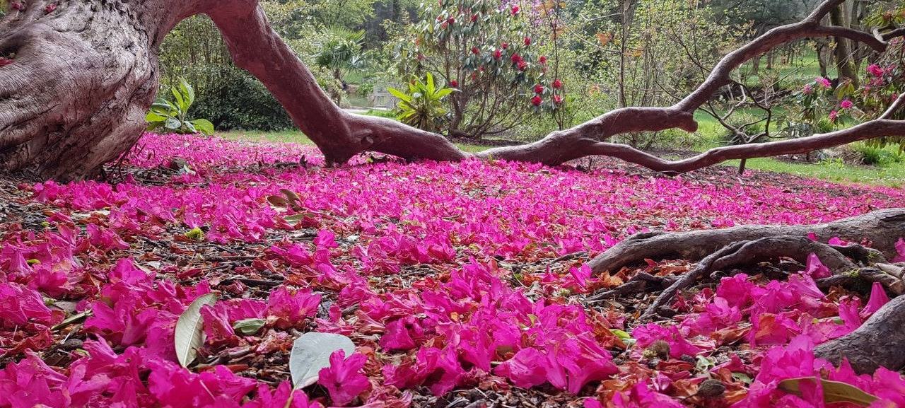 National Botanic Gardens - Kilmacurragh