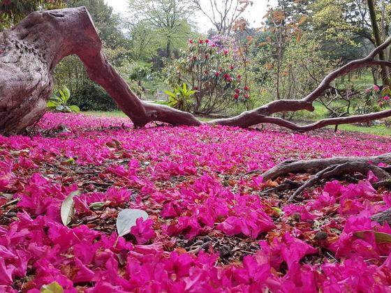 National Botanic Gardens - Kilmacurragh