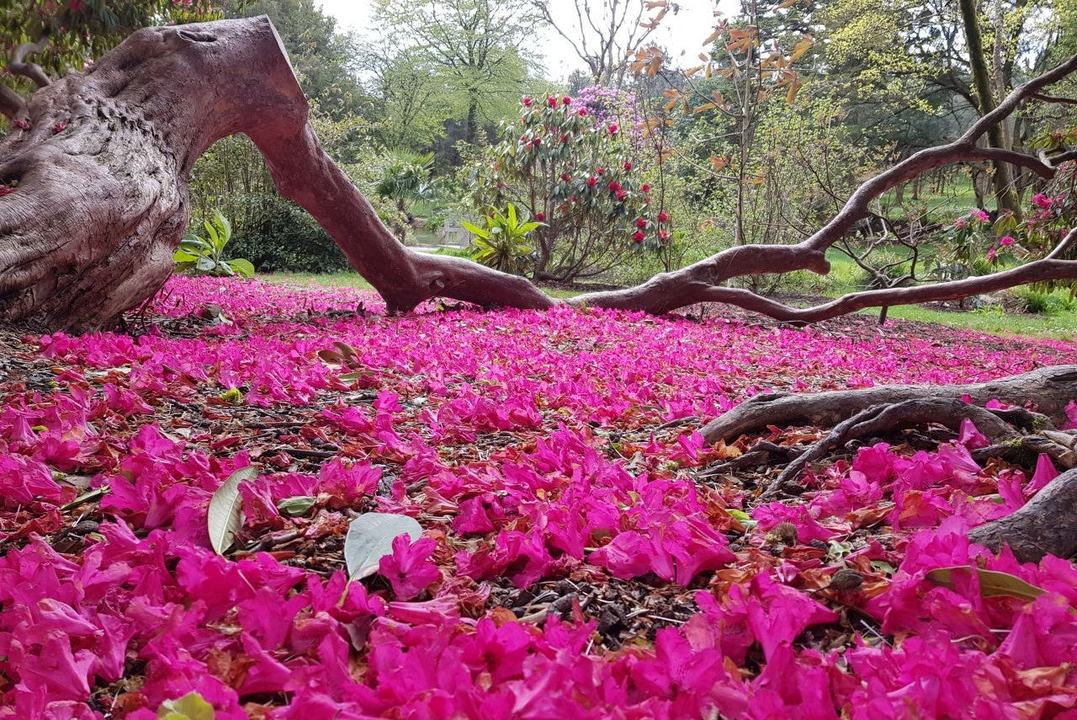 National Botanic Gardens - Kilmacurragh