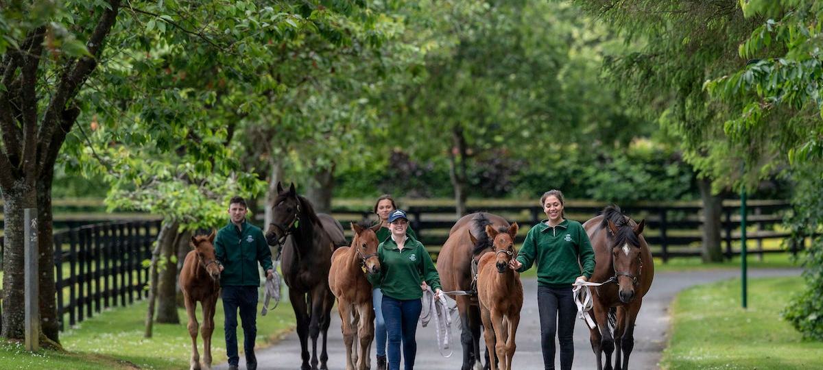 Thoroughbred Country Tour County Kildare by Ireland Whiskey Tours
