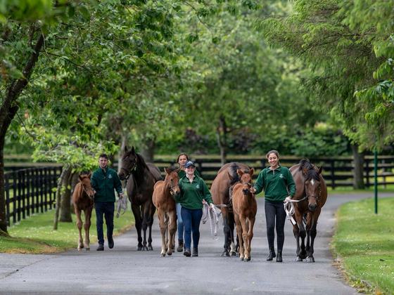 Thoroughbred Country Tour County Kildare by Ireland Whiskey Tours