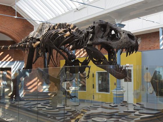 Dinosaur Discovery β Family Experience