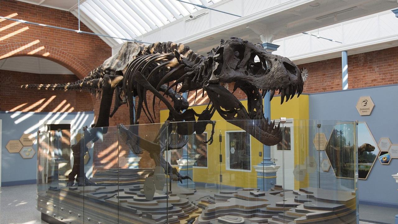 Dinosaur Discovery – Family Experience