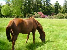 Weatherbys Ireland