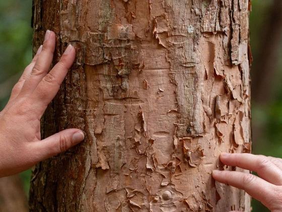 Nature Connection and Forest Bathing