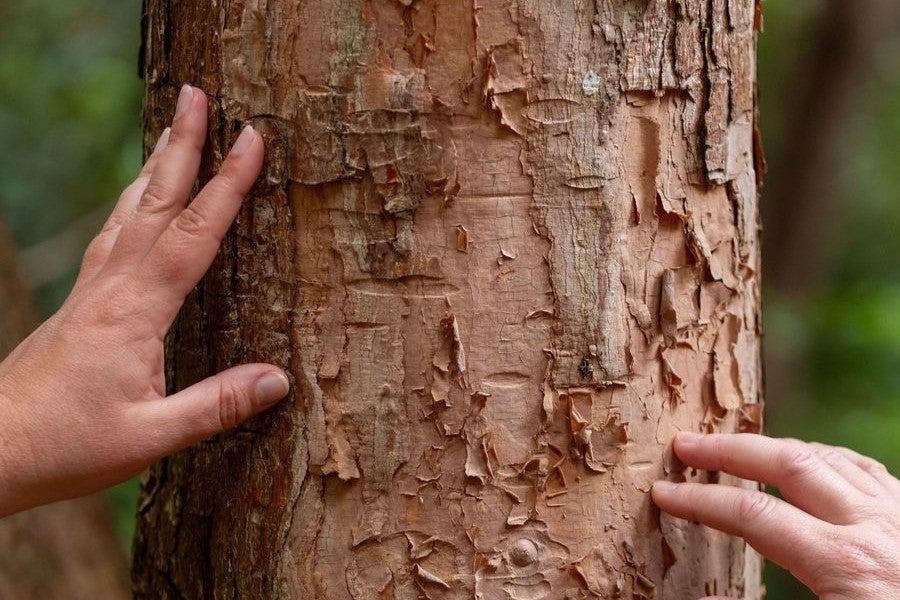 Nature Connection and Forest Bathing
