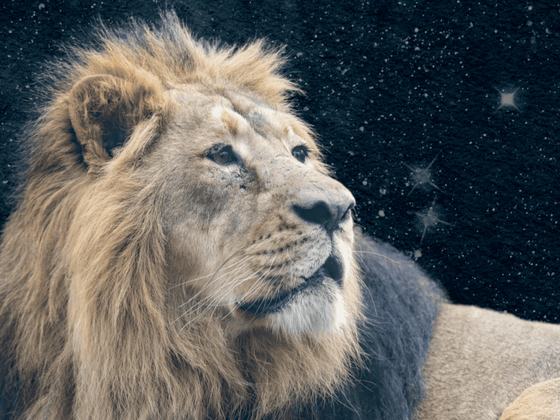 Space Week: AstroZoo